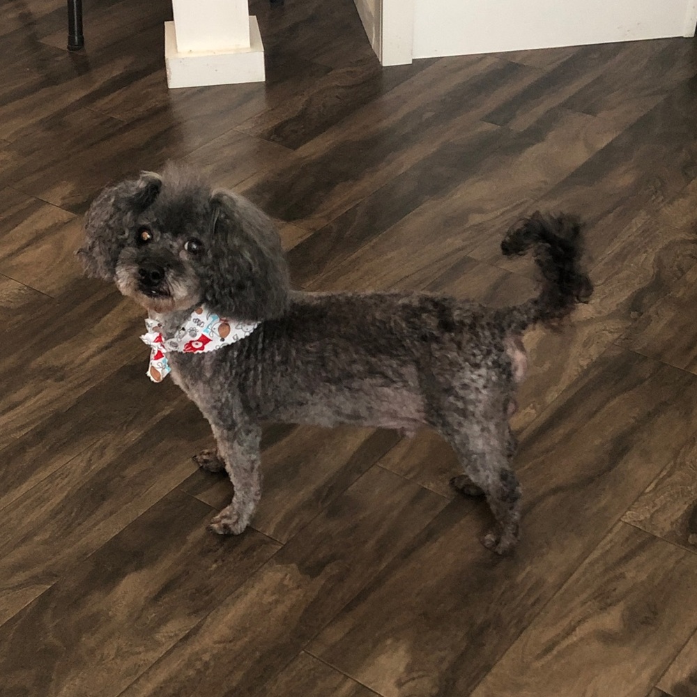 Meet your Posher, Cynthia